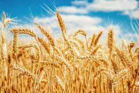 Abastecimento: Especialistas afirmam que ‘guerra do trigo’ global está chegando
