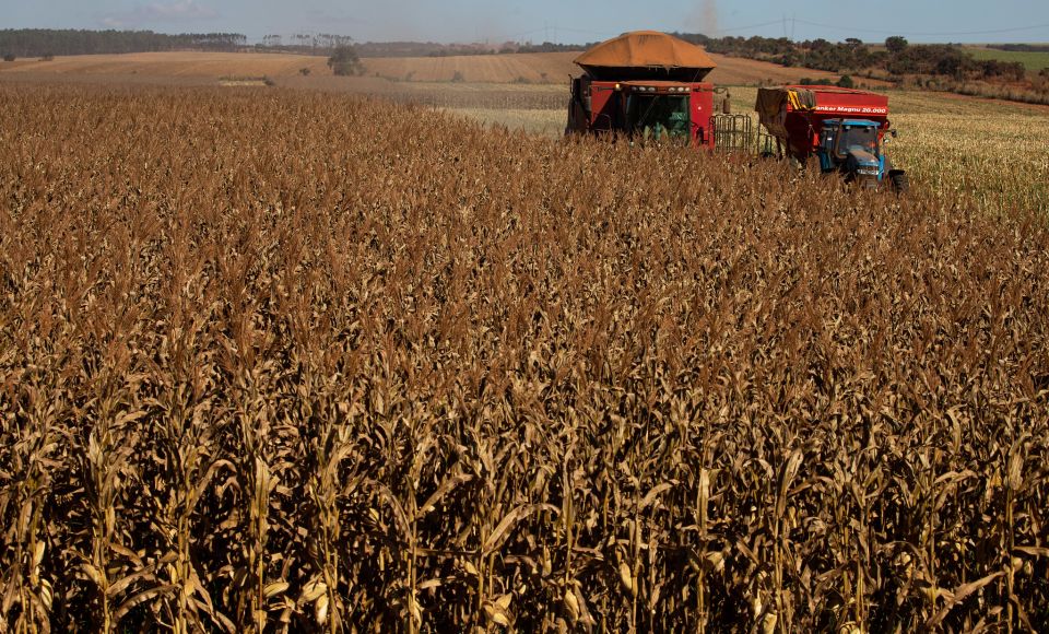 Goiás abre nesta sexta-feira de São João a colheita do milho