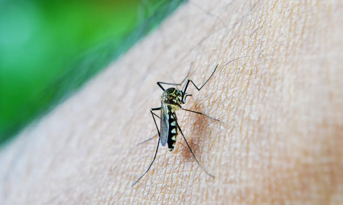 Dengue ainda preocupa e governo do Estado pede ajuda no combate ao Aedes aegypti